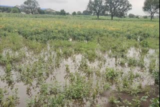 heavy rainfall in latur district