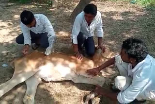 Raniwara news, khurpaka disease, destitute animals