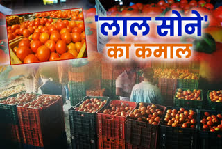 tomato rate in Solan