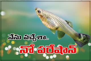 special story on  Gambusia fish in telugu