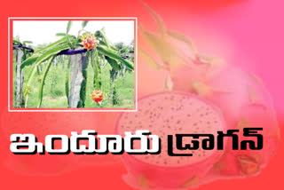 dragon fruit crop cultivation in nizamabad