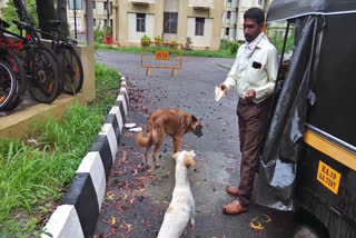 Man in Mangalore provides food to street dogs