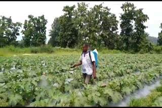 Stem borer on paddy crops