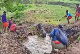 Rescue of an elephant calf