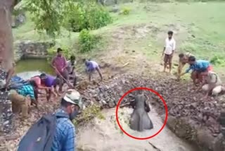 Rescue visuals of an elephant calf trapped in a pond at Attappady, Kerala goes viral