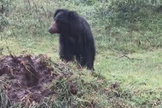 invading-bears-in-search-of-honeycombs