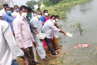 MLA Aruri Ramesh releases free fish fry in Nagula pond