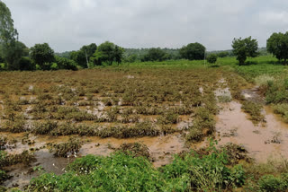 Heavy rains .. Severely damaged crop fields