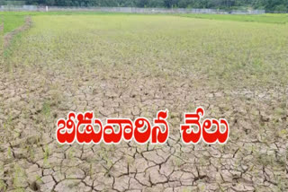 cultivated water problems in srikakulam district