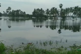 Yanamadurru Canal floods Effect on Crops