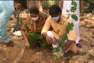 BJP councilor Aarti Yadav planted saplings in Mehrauli under Sewa Saptah program