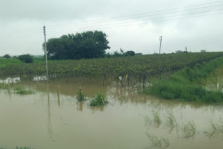 loss of farmers due to solapur dhule highway road contractors mistake