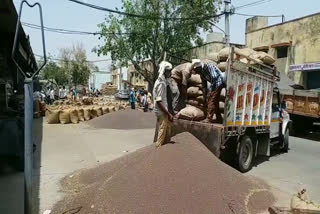 millet rate in alwar mandi,  cotton and millet crop start in alwar mandi