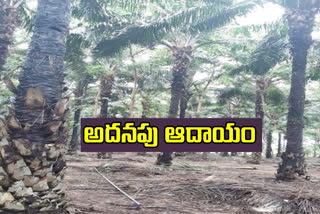 higher income in oil palm cultivation new model introduced in telangana