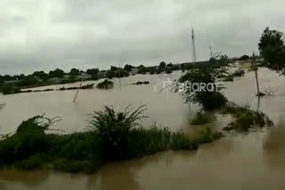 Crop damage due to heavy rain in kalburgi