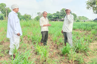 ખેડૂતોનના પાકને નુકસાન