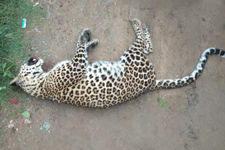 Leopard death on the spot Vehicle collision Kolar