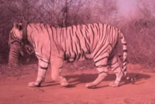 बाघ की तलाश, Mukundara Hills Tiger Reserve, रामगंजमंडी कोटा न्यूज़