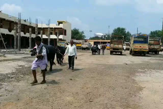 cattles on bus stand