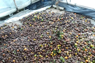 Nut crop damage in Uttara Kannada Request for compensation
