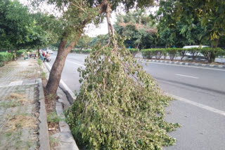 trees falling on the road in Dwarka Sector-11 can lead to accident