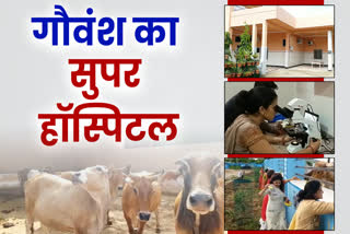 Super Speciality Veterinary Hospital, Veterinary Hospital in rajasthan,Veterinary Hospital in jhunjhunu, Super hospital for Cows, सुपर स्पेशलिटी पशु चिकित्सा अस्पताल,  राजस्थान में पशु चिकित्सालय,  गायों के लिए अस्पताल