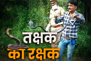 Poisonous snakes in rajasthan,  Snake bite death,  rajasthan news in hindi,  special news of rajasthan,  catch poisonous snakes,