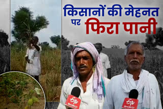 किसानों की मेहनत, Crop Damaged, Nagaur News