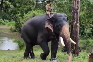 Arjuna elephant spending time in the green forest