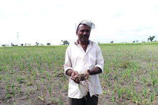 ವರುಣನ ಆರ್ಭಟಕ್ಕೆ ಮುಂಗಾರು ಬೆಳೆಗಳು ನಾಶ