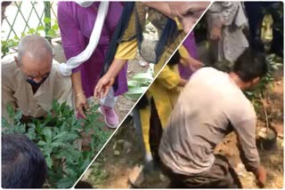 plantation-program-by-councilor-in-hari-nagar-during-seva-week