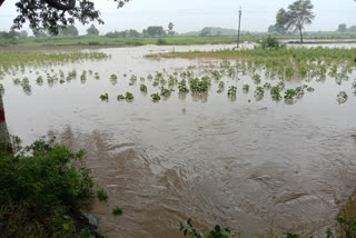 Heavy rains in Enkoor .. Severe damage to crop fields