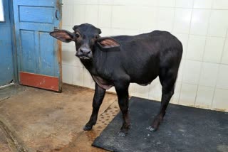 Tejas buffalo calf