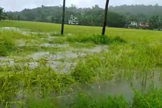 Taliparamba Heavy rains  Heavy rains destroyed paddy cultivation  paddy cultivation Taliparamba  നെല്‍കൃഷി നശിച്ചു  കനത്ത മഴയില്‍ നൂറ് ഹെക്ടര്‍ നെല്‍കൃഷി നശിച്ചു  തളിപ്പറമ്പ വാര്‍ത്തകള്‍