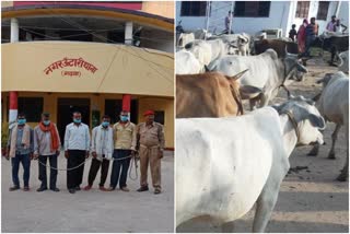 5 smugglers arrested in garhwa, Cattle smuggling in garhwa, crime news of garhwa, गढ़वा में 5 पशु तस्कर गिरफ्तार, गढ़वा में पशु तस्करी, गढ़वा में अपराध की खबरें