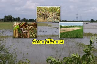 Damaged crops in  Combined mahabubnagar district