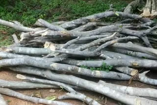 illegal-wood-siezed-in-baloda-bazar