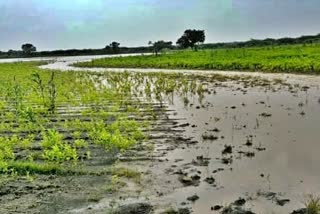 vijayapura-district-rain-fall-report