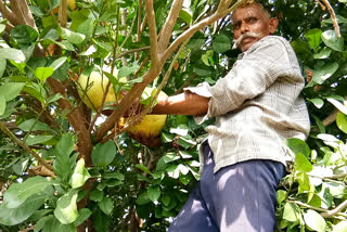 Madhya Pradesh farmer grows sweet lime weighing more than 2 kg