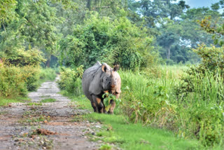 In Assam poached has been prevent on Rhino