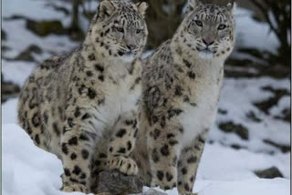Rare Snow Leopards Spotted In Uttarkashi's Gangotri National Park