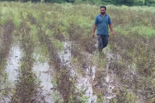 Crop Destroy due to heavy rain in kalaburagi