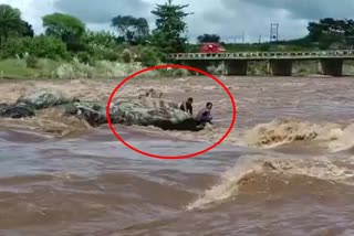 Two young men Stuck in the middle of the river to rescue the goats