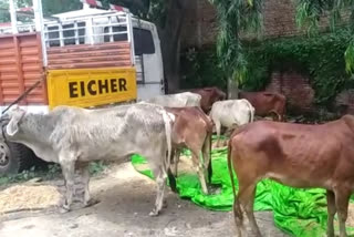 cattle smugglers arrested