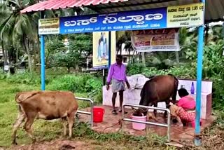 heavy-rain-in-udupi-district-woman-collection-cow-milk-in-bus-stand