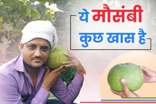 15 kg Mausambi fruit grown in Chhatarpur