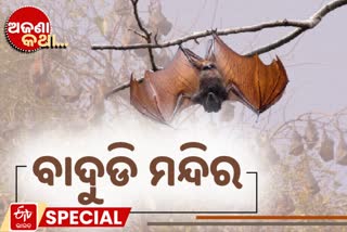 bat temple, unknown fact, village in bihar, bats being worshiped, bat as a sign of prosperity, ବାଦୁଡି ମନ୍ଦିର, ଅଜଣା କଥା, ବିହାରର ବାଦୁଡି ମନ୍ଦିର, ବାଦୁଡି ମନ୍ଦିରକୁ ନେଇ ଅଜଣା କଥା