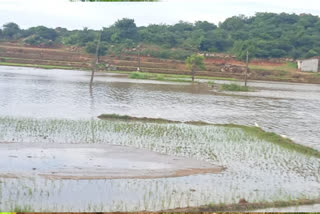 Continuous Rain in Mulugu district crops drained