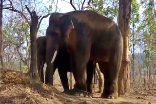 wild elephants are not being controlled by kumki elephants in balrampur