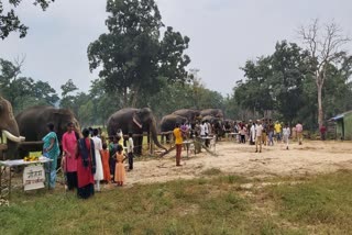 Elephant Festival